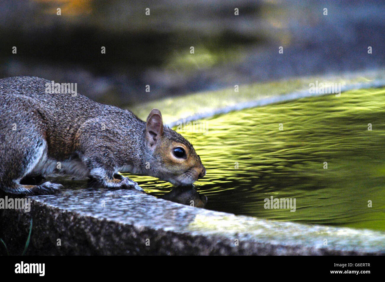 A squirrel takes a drink in Kensington Gardens, central London. The summer heat was escalating, with temperatures expected to gradually soar before hitting record highs, according to weather experts. *... Sun-seekers will be reluctant to go back to work as forecasters predict the hottest temperatures of the year so far at the climax of a mini heat-wave. Stock Photo
