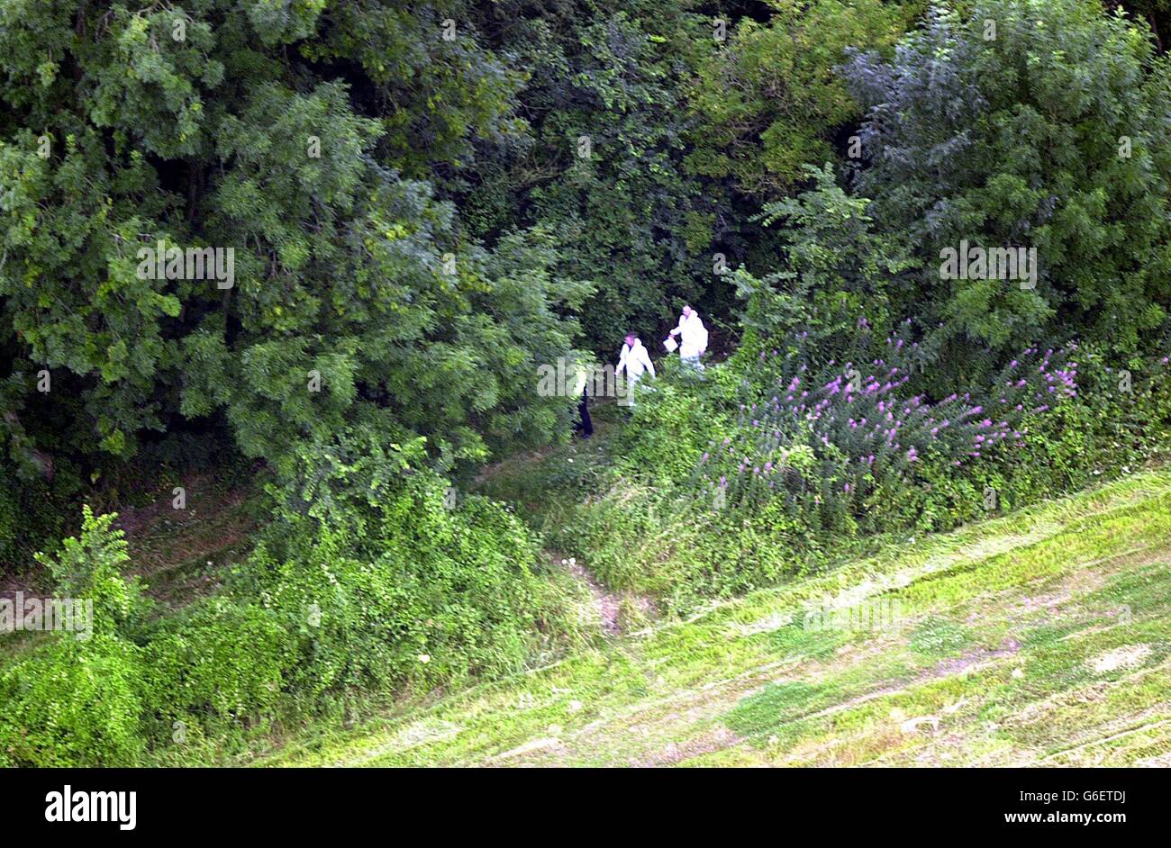 Police search the copse on Harrowdown Hill where Dr. Kelly's body was found. Stock Photo