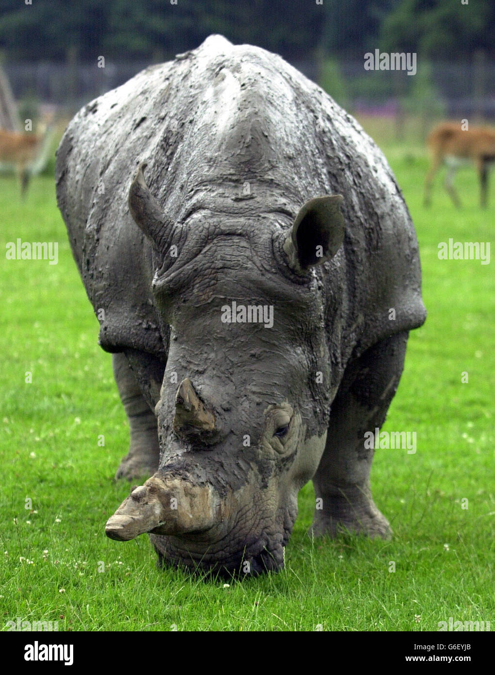 Blair Drummond Safari Park Head Rhino keeper Ben Houston gives Alice the thirty eight year old White Rhino a daily mud massage because she is too ill to roll around in the mud herself due to her arthritis. Blair Drummond. Stock Photo