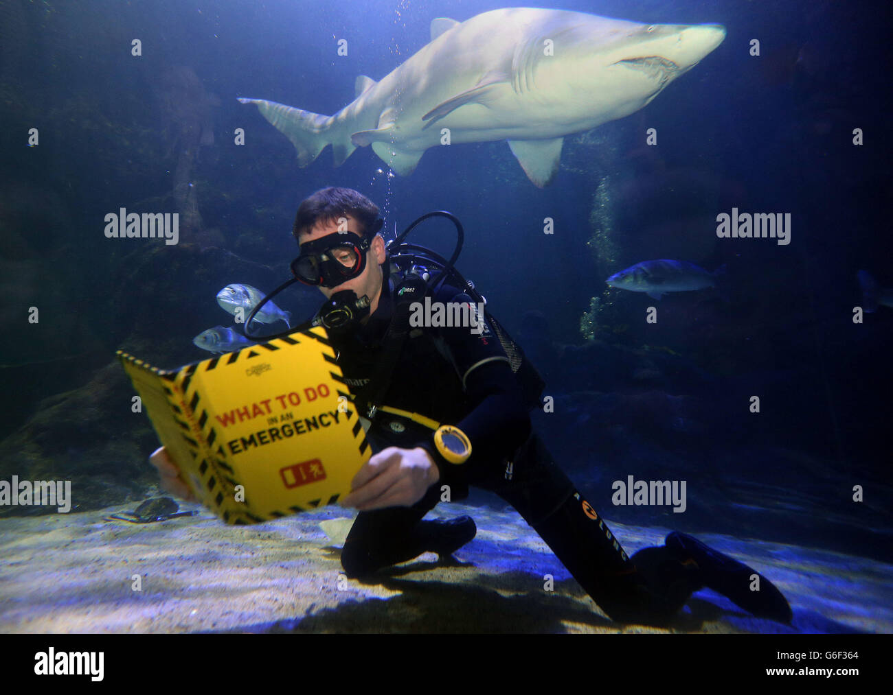 Diver Lewis Jepson reads a book in the shark tank at Deep Sea World, North Queensferry as Book Week Scotland is launched. Stock Photo