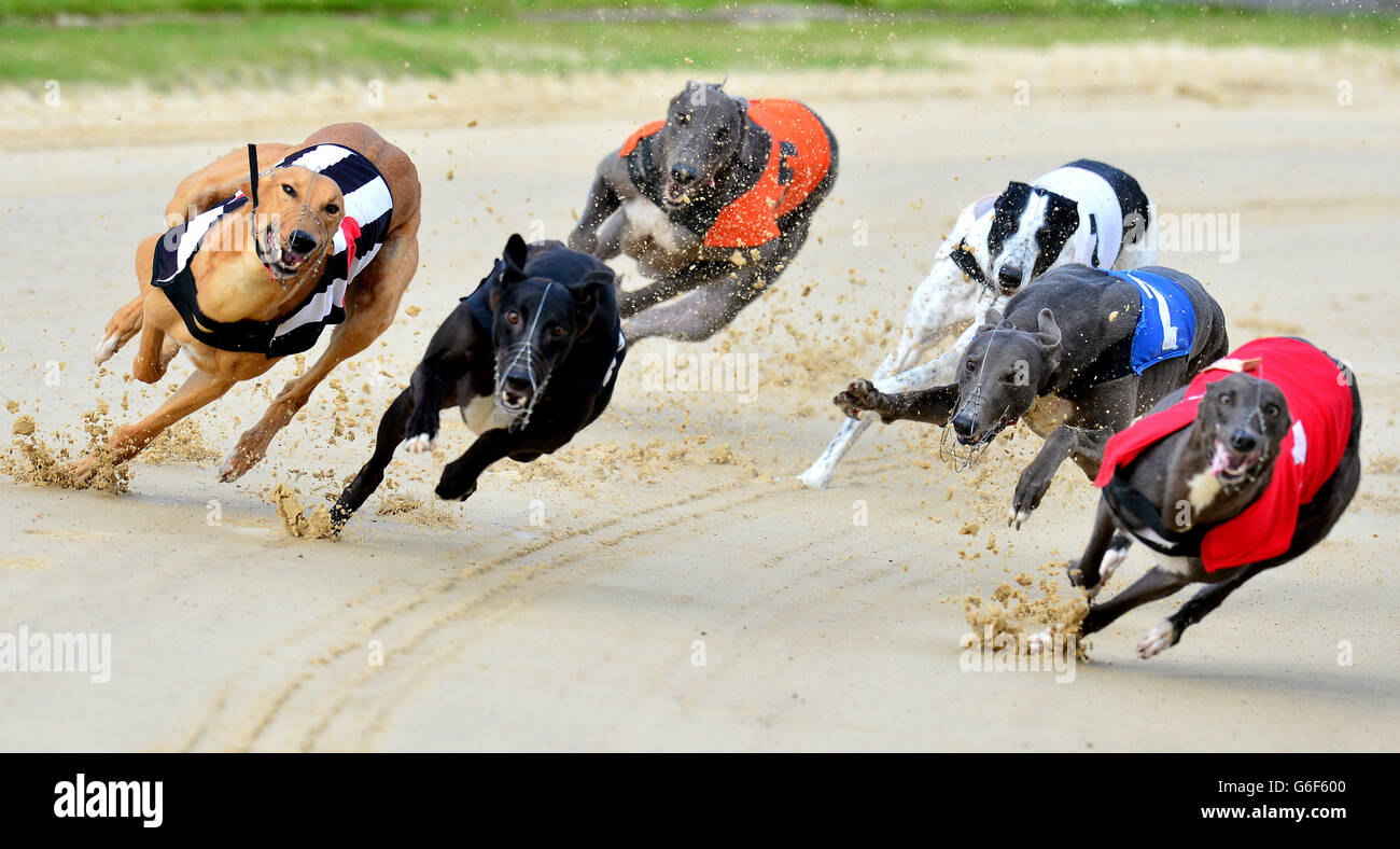 Greyhounds - Brough Park. Greyhounds race in the 11.11 at Brough Park, Newcastle. Stock Photo