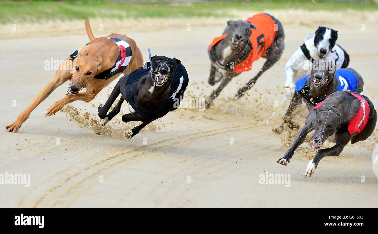 Greyhounds race in the 11.11 at Brough Park, Newcastle. Stock Photo