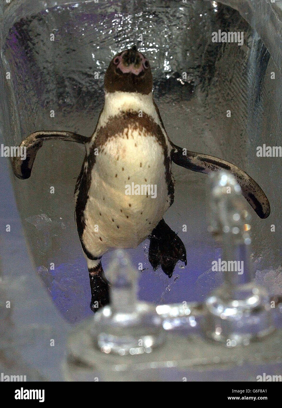 Bobby the penguin enjoys a paddle in a bath made completely of ice at Old Billingsgate Market, London, as electronics company Samsung - who constructed an ice house - launch a new range of home appliances. * The house is made of 3 tonnes of ice, took fives weeks to sculpt and will be in London for only one day before being melted away. Stock Photo