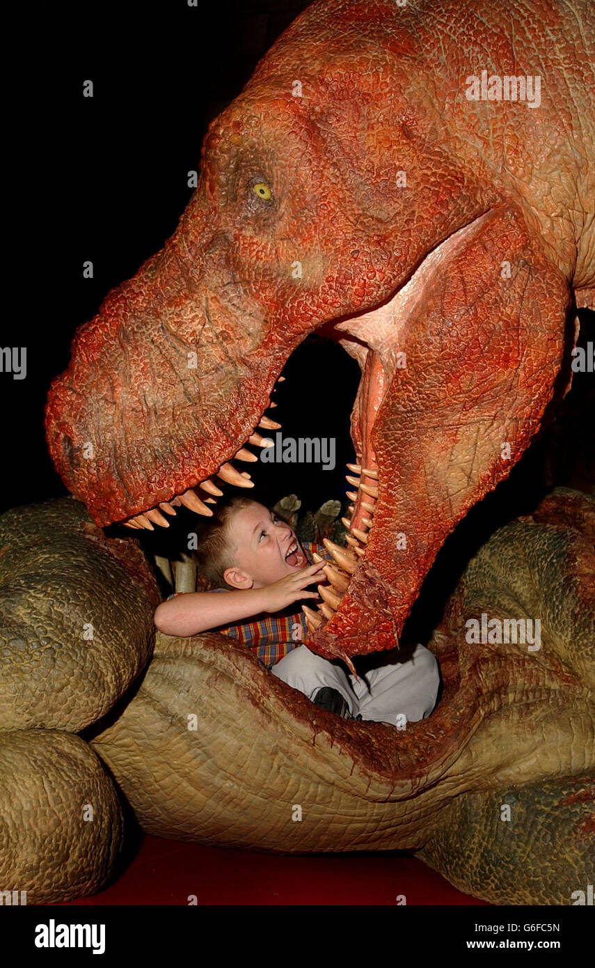 Tom Armstrong aged 8 from south east London with a life like T Rex model at the Natural History Museum in central London. The model shows the dinasaur as a scavenger, and not as predator. The Exhibition 'T.Rex The Killer Question' opens Friday 1st August at the Museum . Stock Photo