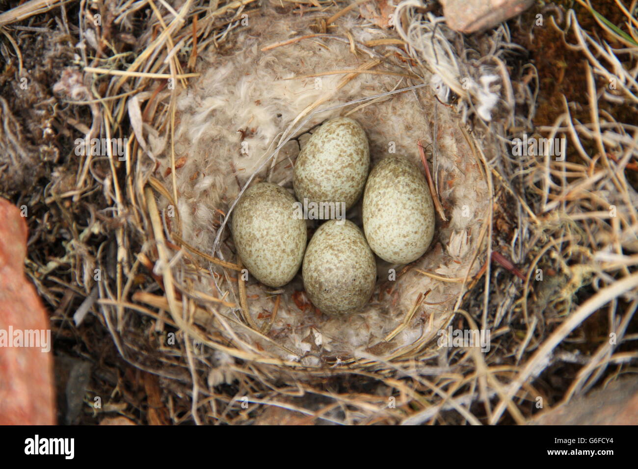 Close-up of a Horned Lark (or shore lark) nest among willow Stock Photo ...