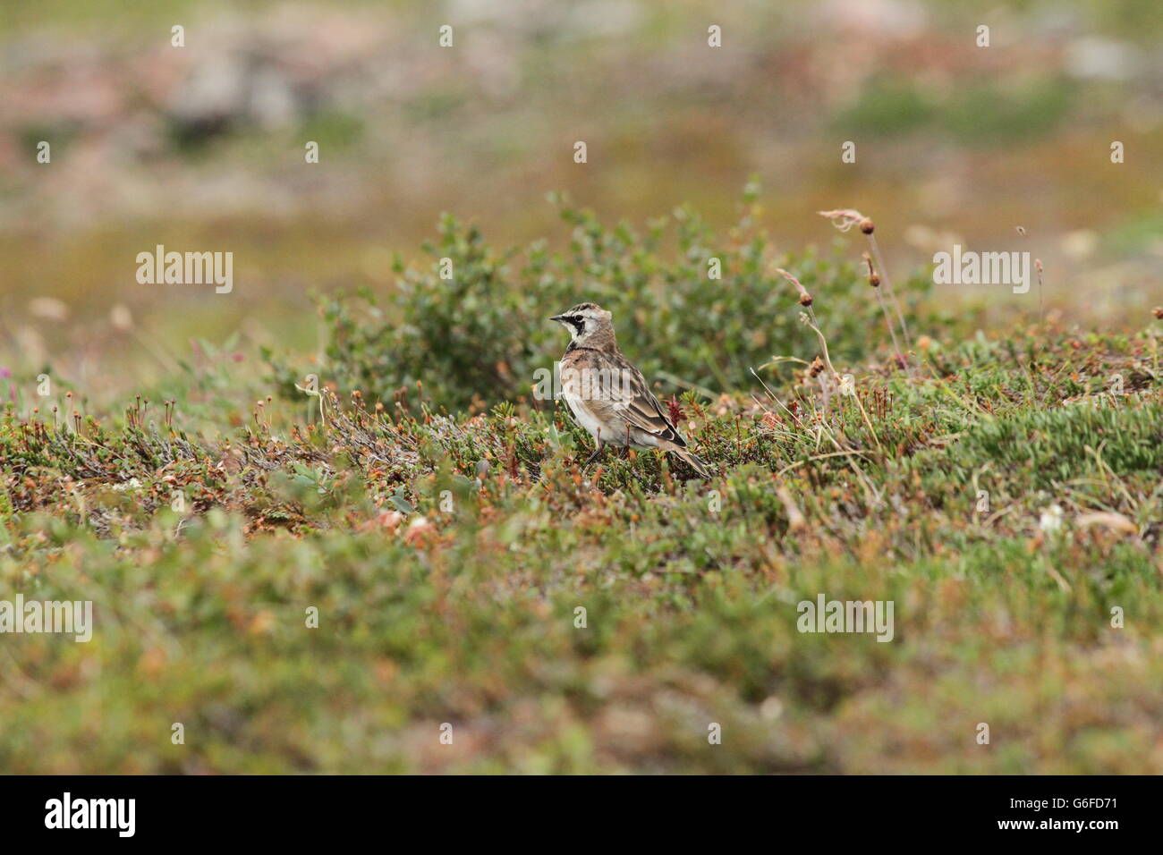 Horned Lark (or shore lark) foraging for food among willows in the arctic Stock Photo