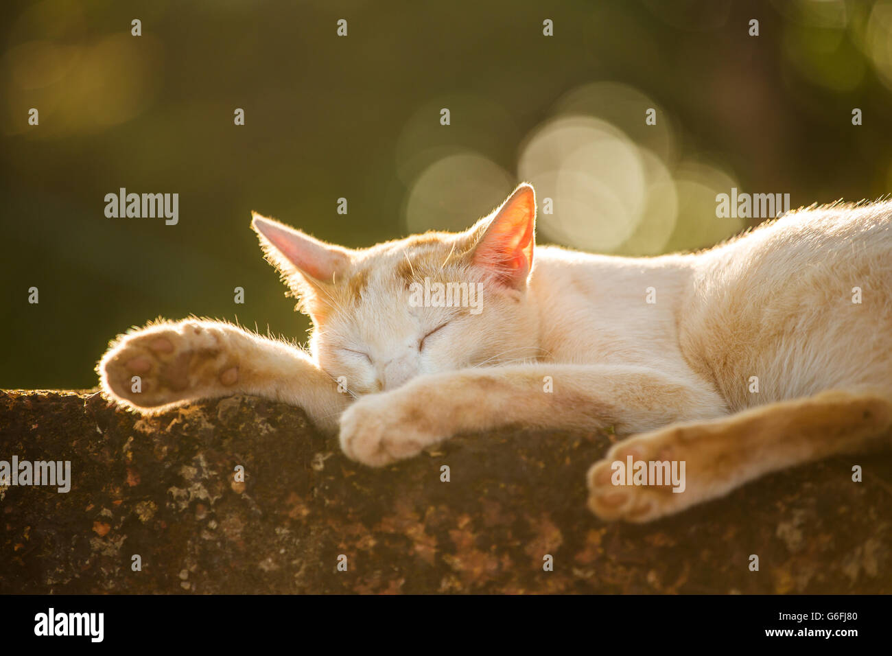 Stray cat lying sleeping outside. Shot in backlight at sunset with the beautiful bokeh. Shallow depth of field. Stock Photo