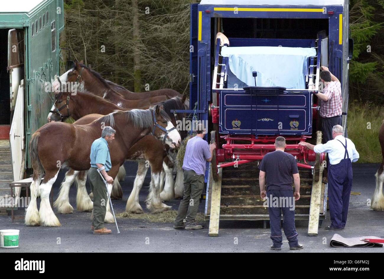 Clydesdale horses and carriages are unloaded and cleaned in the grounds ...