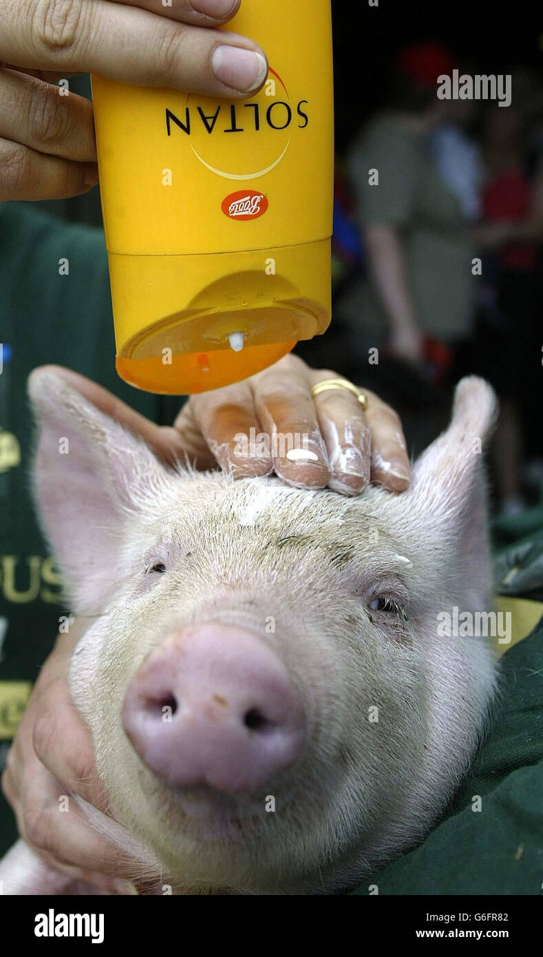 Heatwave continues - Pigs get suncream Stock Photo