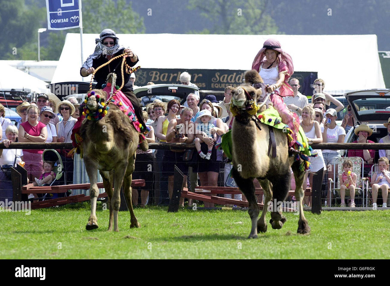 173rd Annual Bakewell Show - Camel Racing Stock Photo