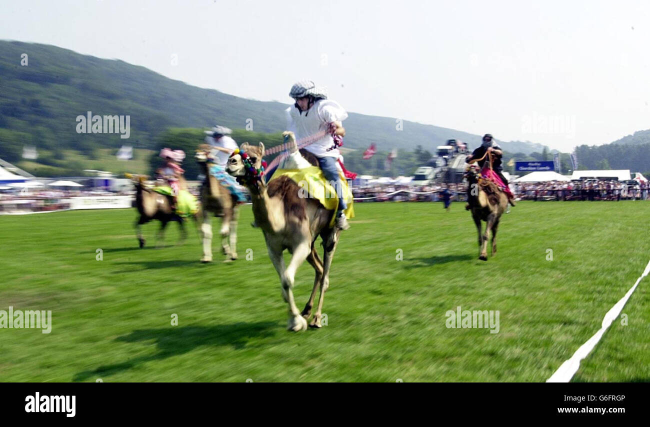John on 'Sarah' leads the field at the 173rd Annual Bakewell Show. The racing camels top the bill on the first day of the show which will attract an estimated 50,000 people over the following 2 days. Stock Photo