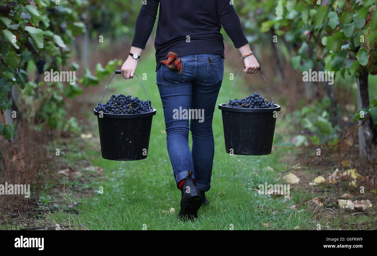 A winery helper at the Chapel Down Winery near Tenterden, Kent, carries Rondo grapes during their harvest following the long hot summer this year which created good growing conditions and the prospect of a bountiful crop of quality grapes. Stock Photo