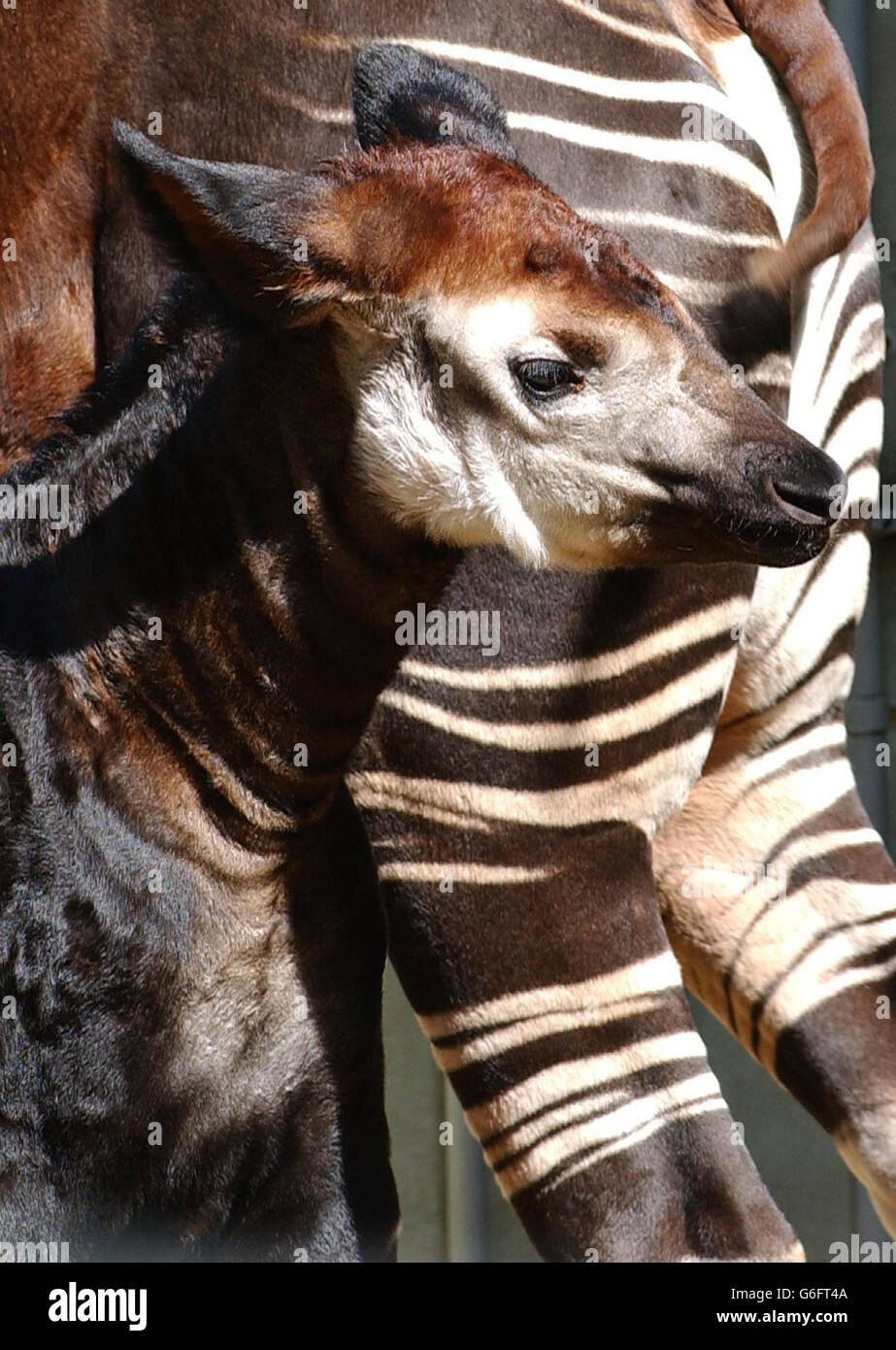 Baby okapi, Antonia, the second to be born at London Zoo, on July 1 as part of the Endangered Species Programme. The okapi is often referred to as jungle giraffes due to their preferred habitat in deep in the dense forests of central Africa, and is thought to be the only living relative of the giraffe. Stock Photo