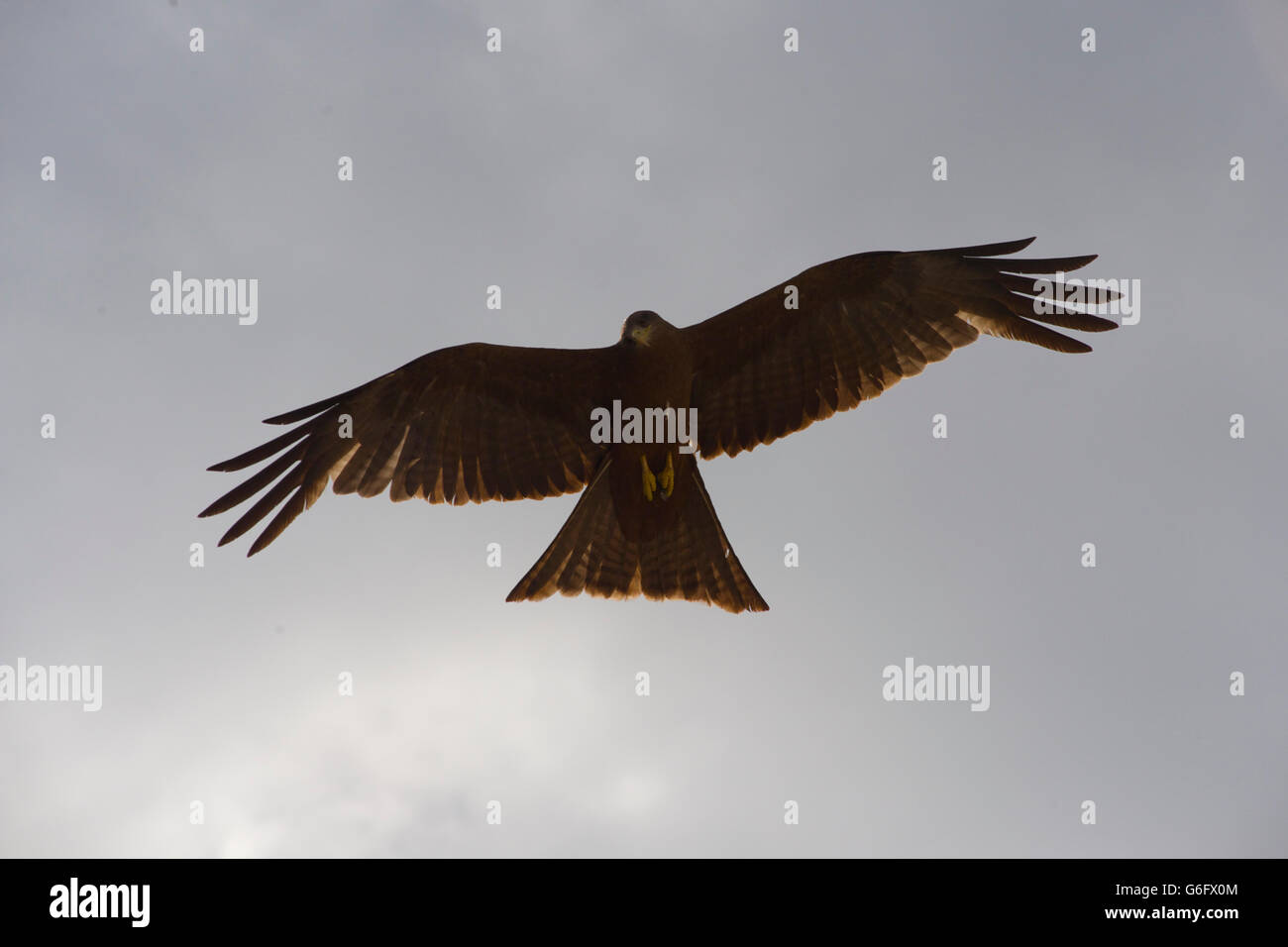 Black kite bird of prey, Harar, Ethiopia Stock Photo