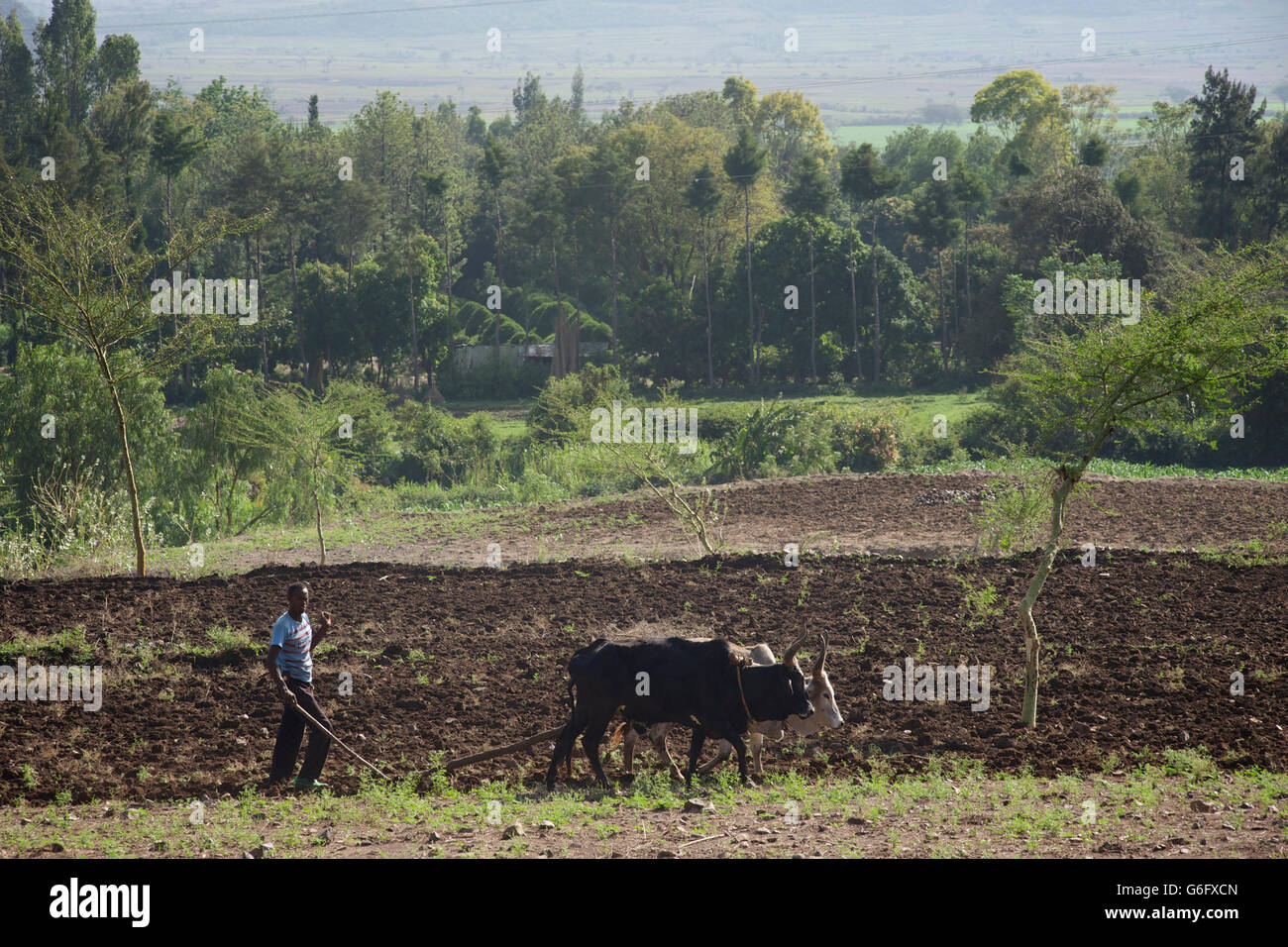 Ethiopia crops hires stock photography and images Alamy