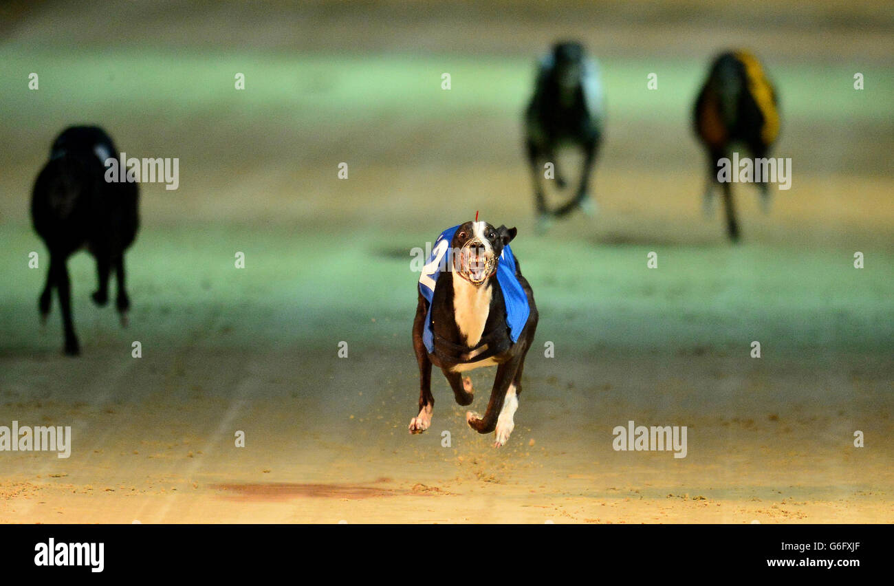 Greyhounds Newcastle Greyhound Stadium. Dogs run in the Williamhill