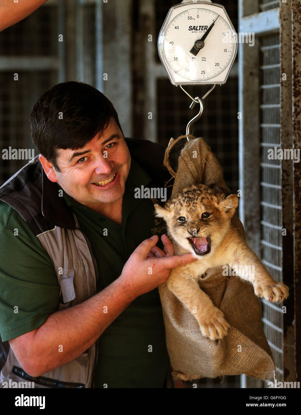 Karis, a one month old lion cub being weighed by head keeper Brian Reid ...