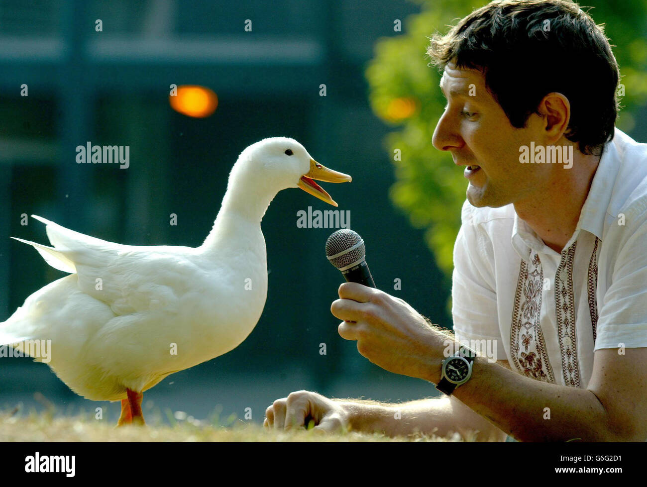 Daisy the duck quacks into a microphone held by Professor Trevor Cox at the  University of Salford, Greater Manchester, where Professor Cox disproved  the myth that a duck's quack doesn't echo. Acoustic