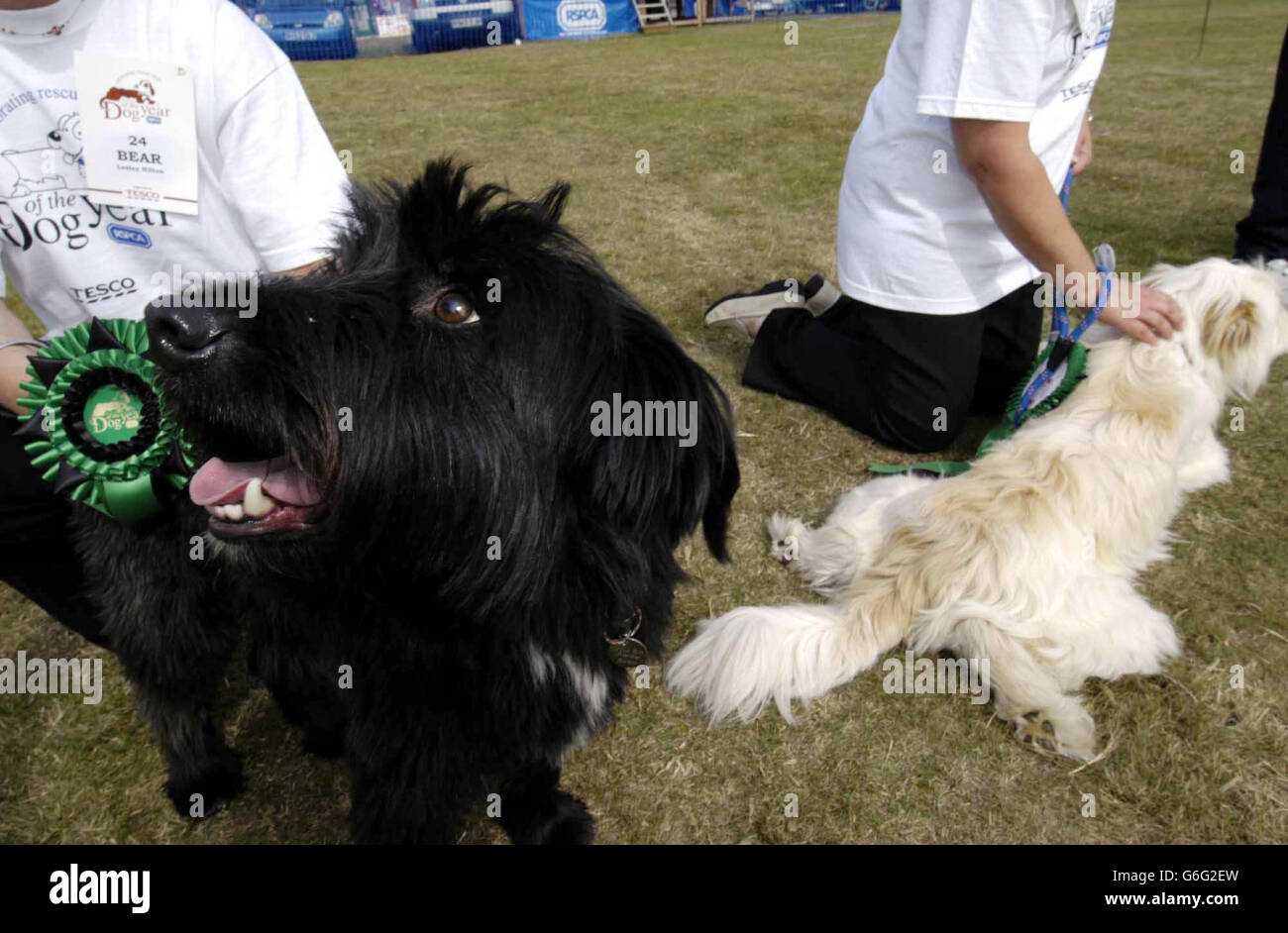 tibetan terrier rspca