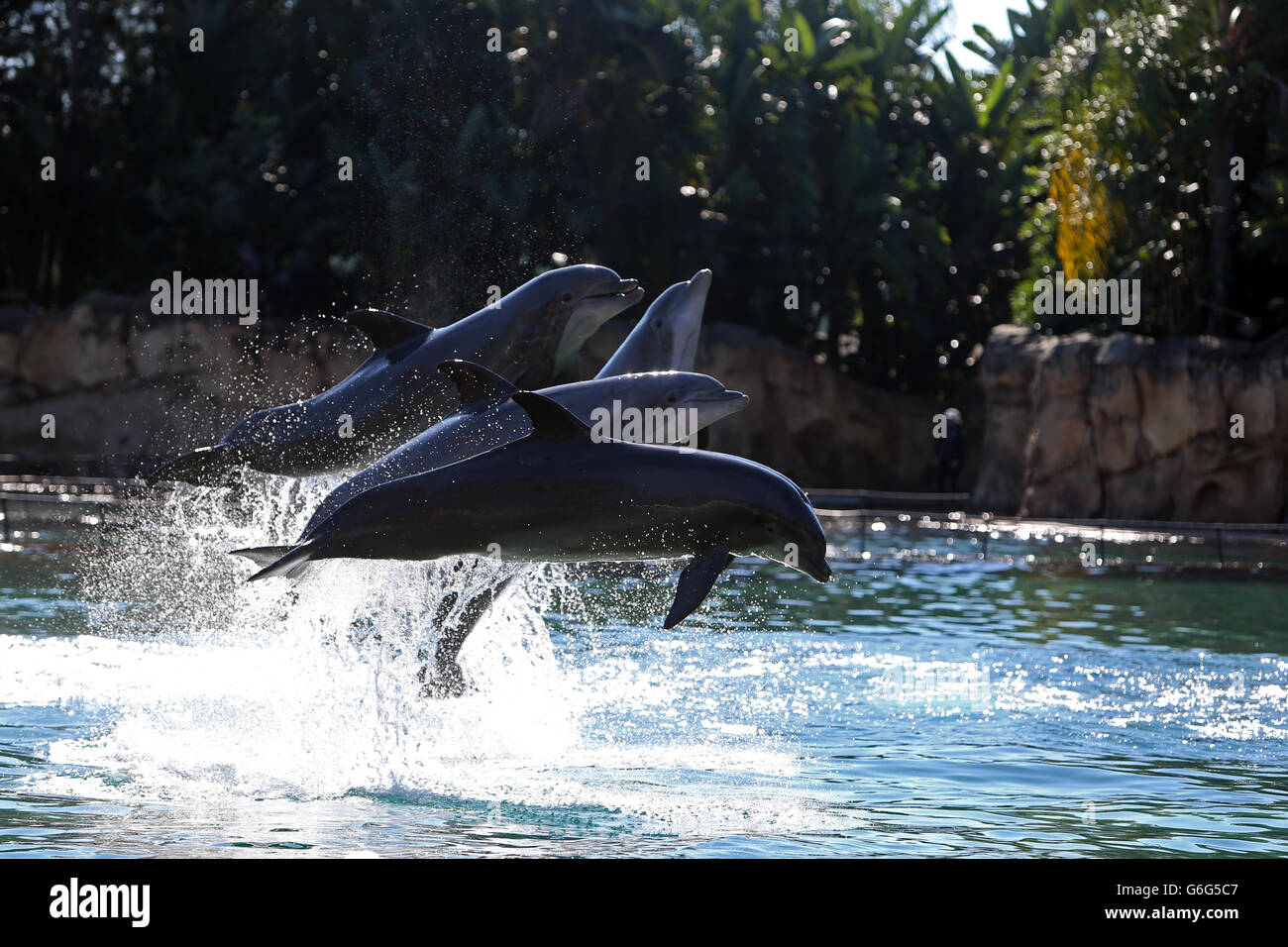 Dolphins jump at Discovery Cove, Orlando, Florida as 192 children visit park for the annual Dreamflight Charity trip to the USA. Stock Photo