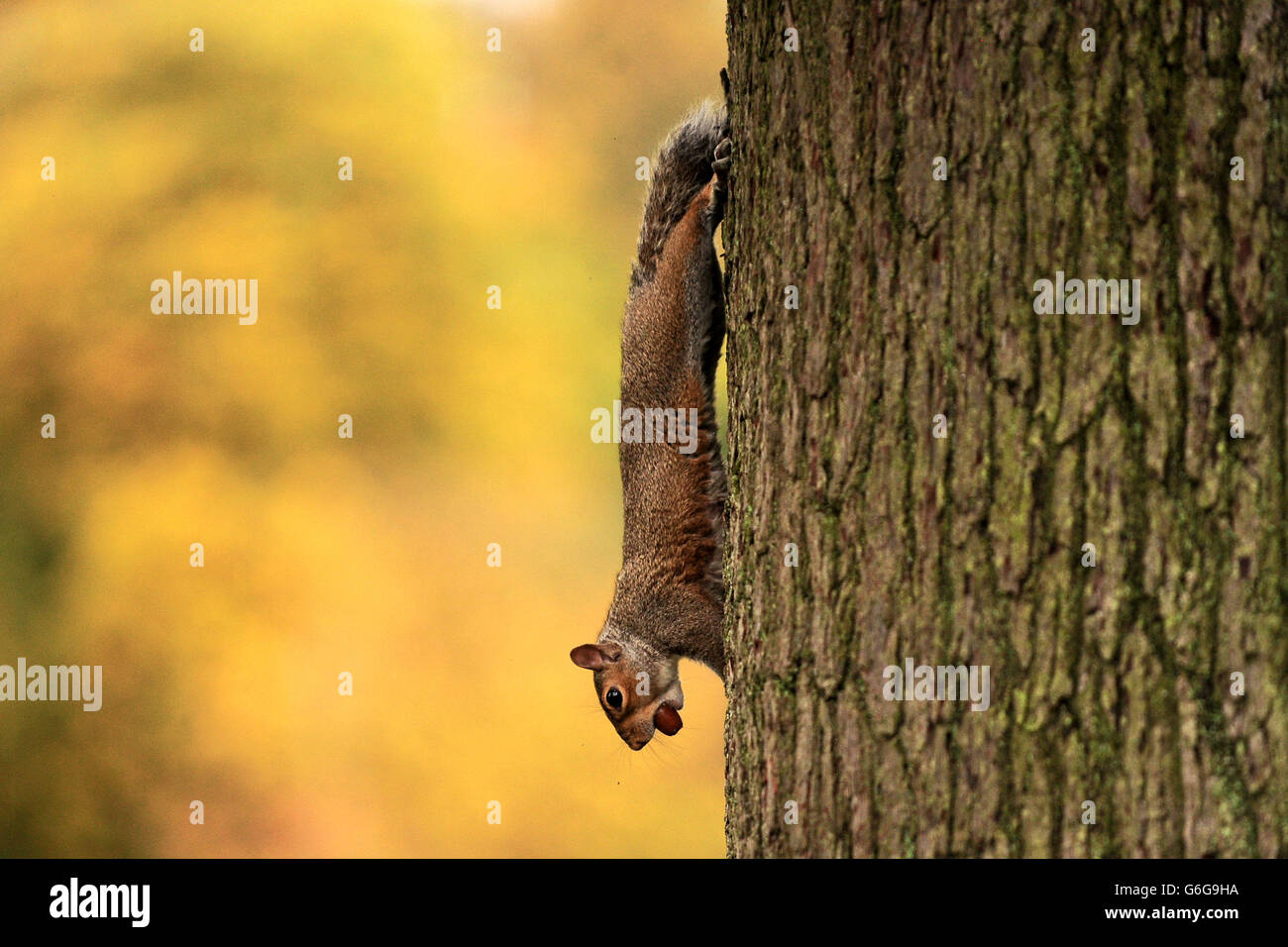 A grey squirrel carries an acorn down an oak tree at Cannon Hill Park, Edgbaston, Birmingham. Stock Photo