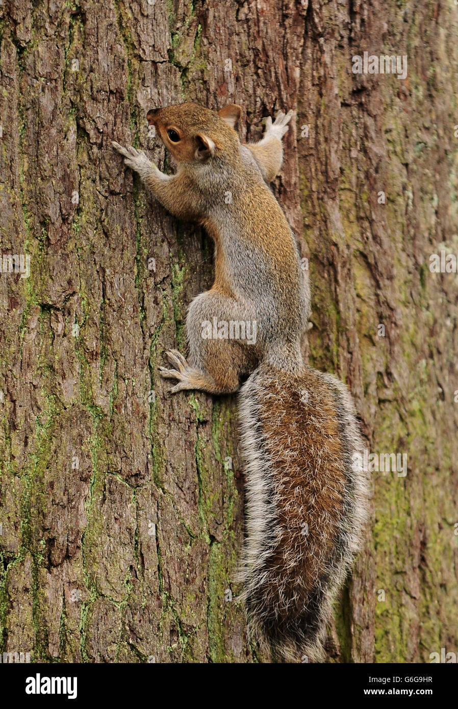 A grey squirrel clings to an oak tree at Cannon Hill Park, Edgbaston, Birmingham. Stock Photo