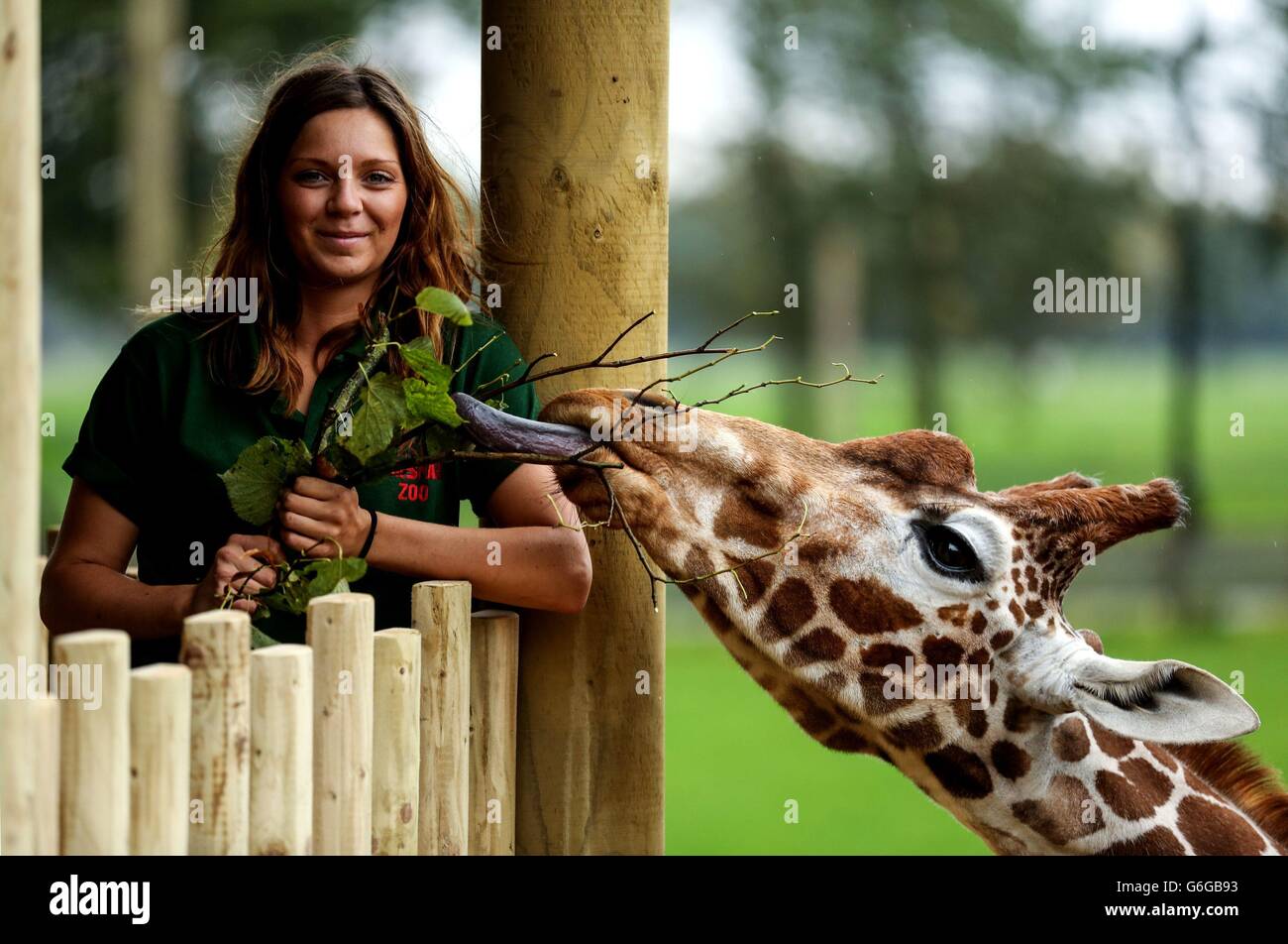 Giraffe Uno is hand fed by keeper Angela Robinson from a new viewing platform installed in the Giraffe Hights enclosure at Whipsnade Zoo in Bedfordshire. Stock Photo
