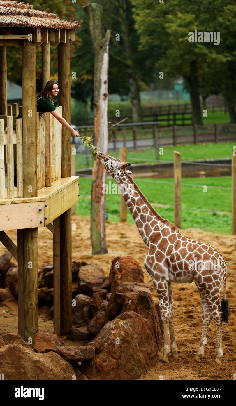 Giraffe Uno is hand fed by keeper Angela Robinson from a new viewing platform installed in the Giraffe Hights enclosure at Whipsnade Zoo in Bedfordshire. Stock Photo