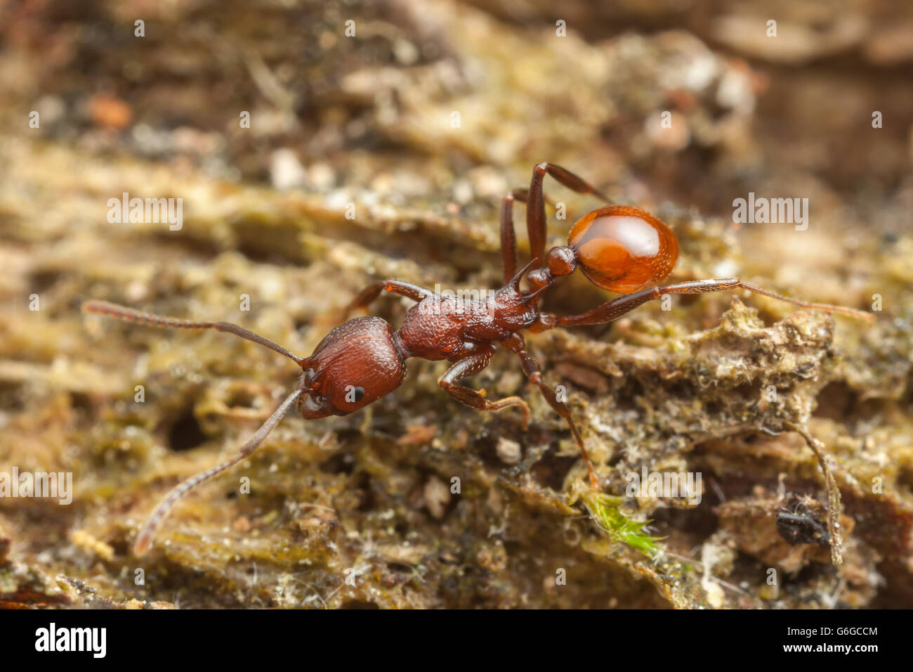 A Spine-waisted Ant (Aphaenogaster tennesseensis) worker forages for food on a fallen dead tree trunk. Stock Photo