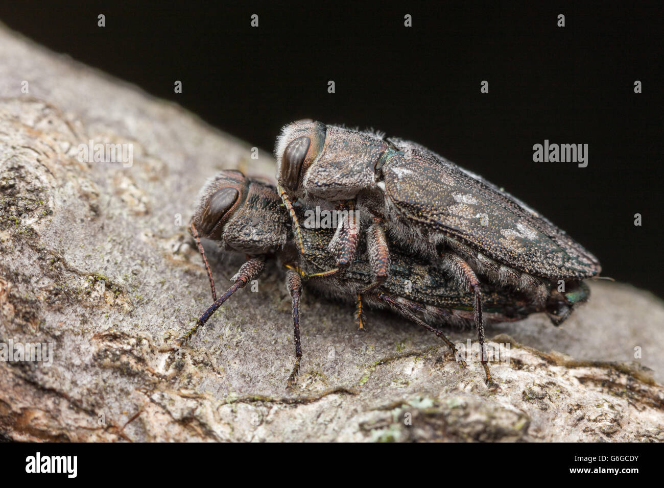 A pair of Metallic Wood-boring Beetles (Chrysobothris femorata species-group) mate on a branch of a fallen oak tree. Stock Photo