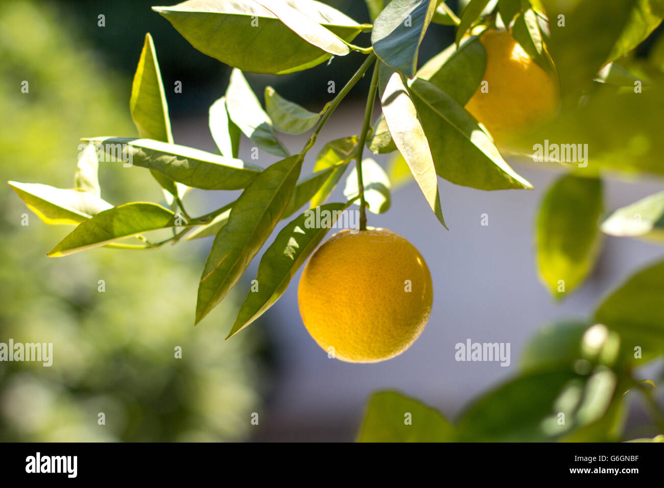 lemon hanging on lemon tree lemon tree Stock Photo Alamy