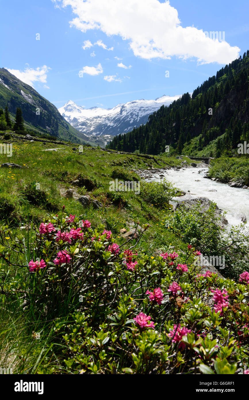 Obersulzbachtal , overlooking the summit Großer Geiger ( left) , in the foreground the hairy alpenrose ( Rhododendron hirsutum ) Stock Photo