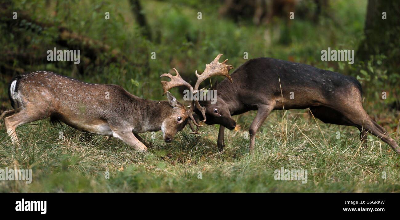 Fallow deer clash antlers during rutting season in Phoenix Park, Dublin. Stock Photo