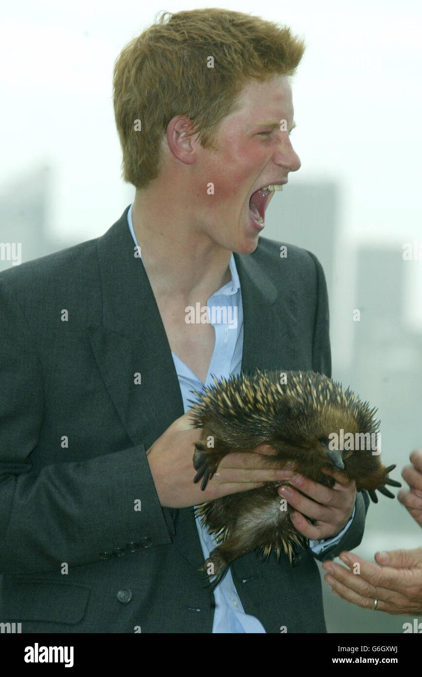 Prince harry gets prickly reception echidna photocall taronga zoo in hi