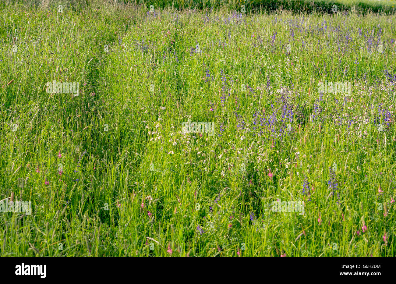 Green field with flowers Stock Photo - Alamy