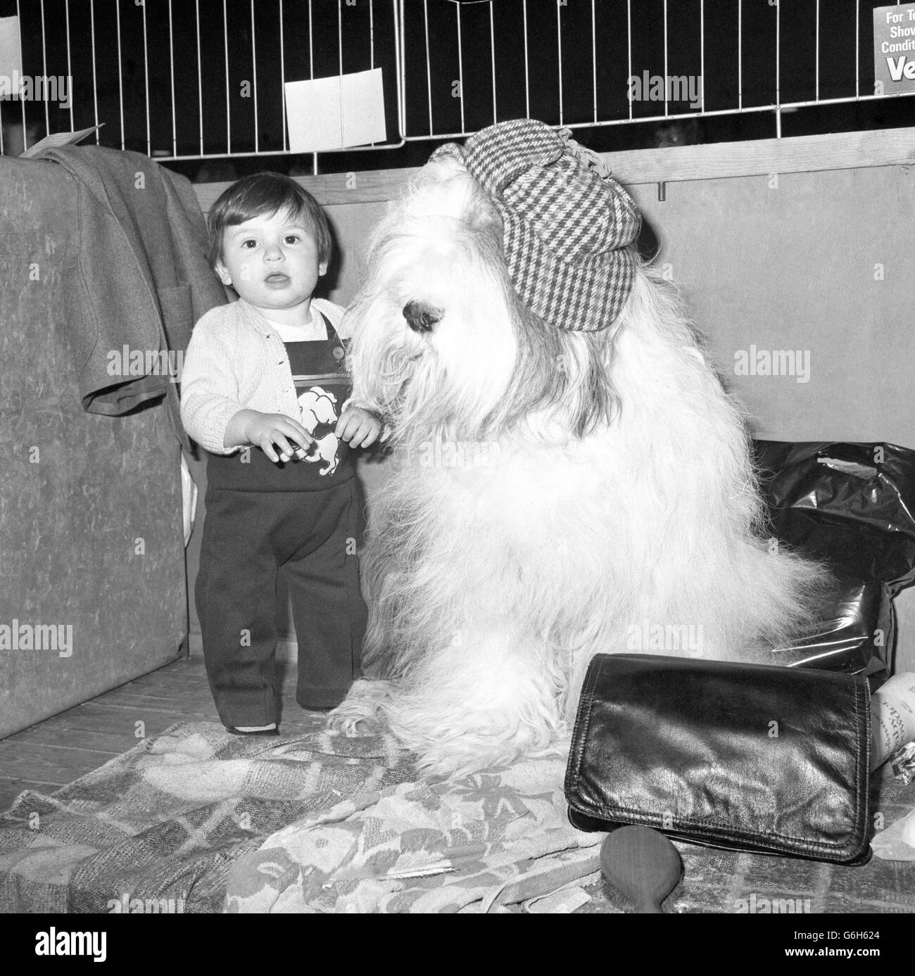 One-year-old Nigel Hill from Leicester meets an Old English Sheepdog called Ollie at the 83rd Crufts dog show. Stock Photo