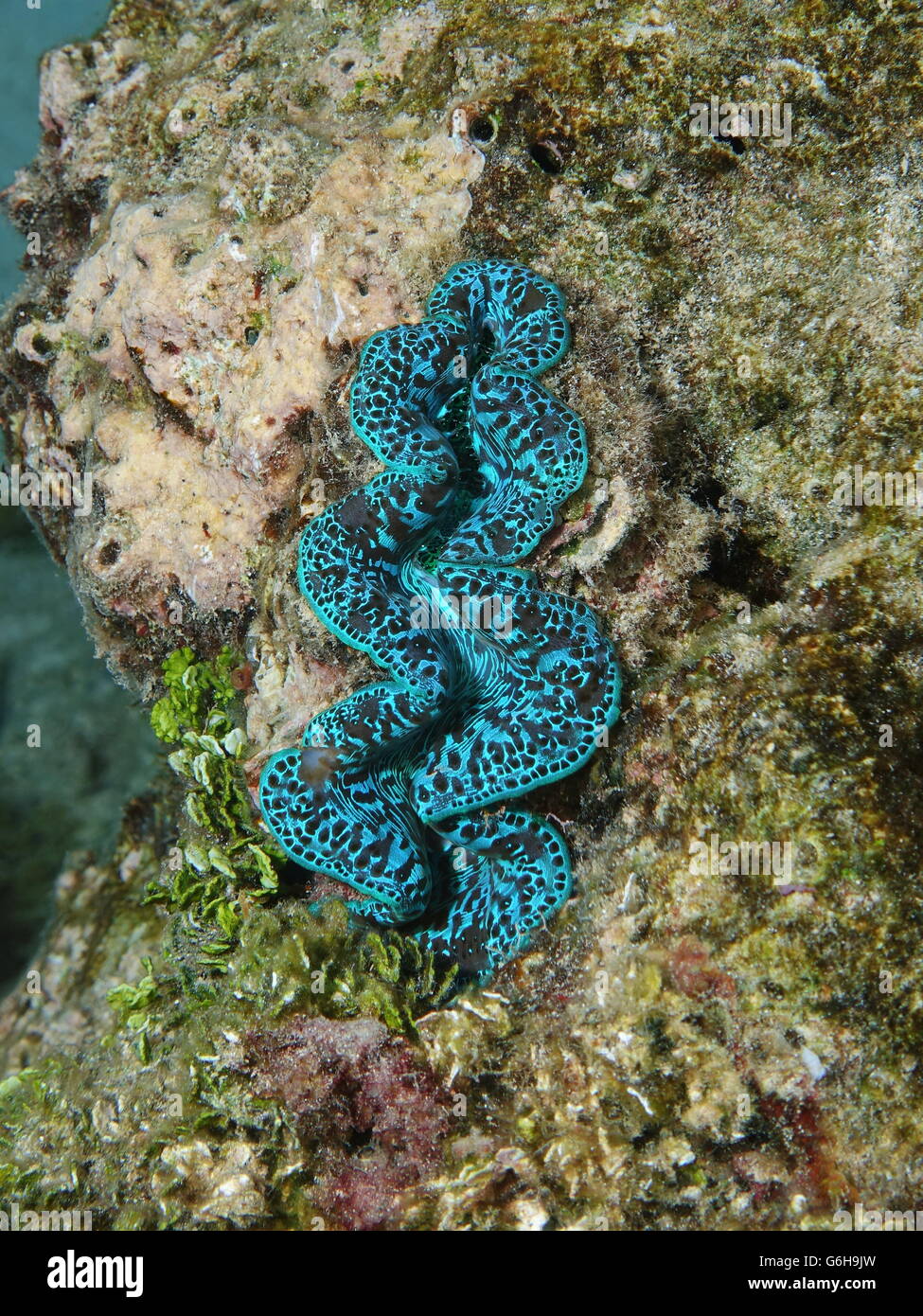 A blue marine bivalve mollusk, maxima clam, Tridacna maxima, underwater, Pacific ocean, Maupiti island, French Polynesia Stock Photo