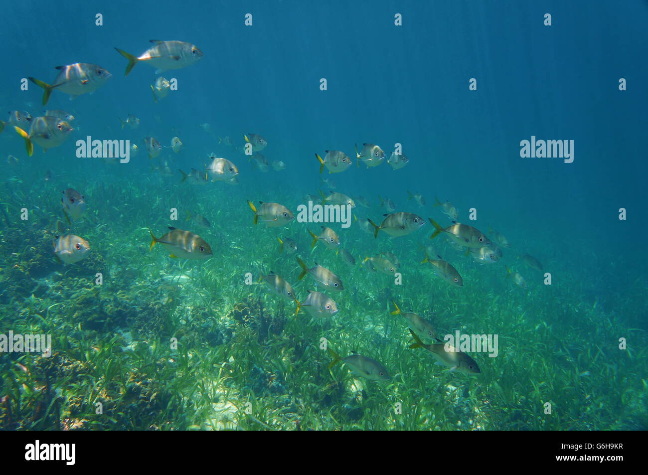 A school of fish horse-eye jack, Caranx latus, above a grassy seabed, Caribbean sea, Central America, Panama Stock Photo