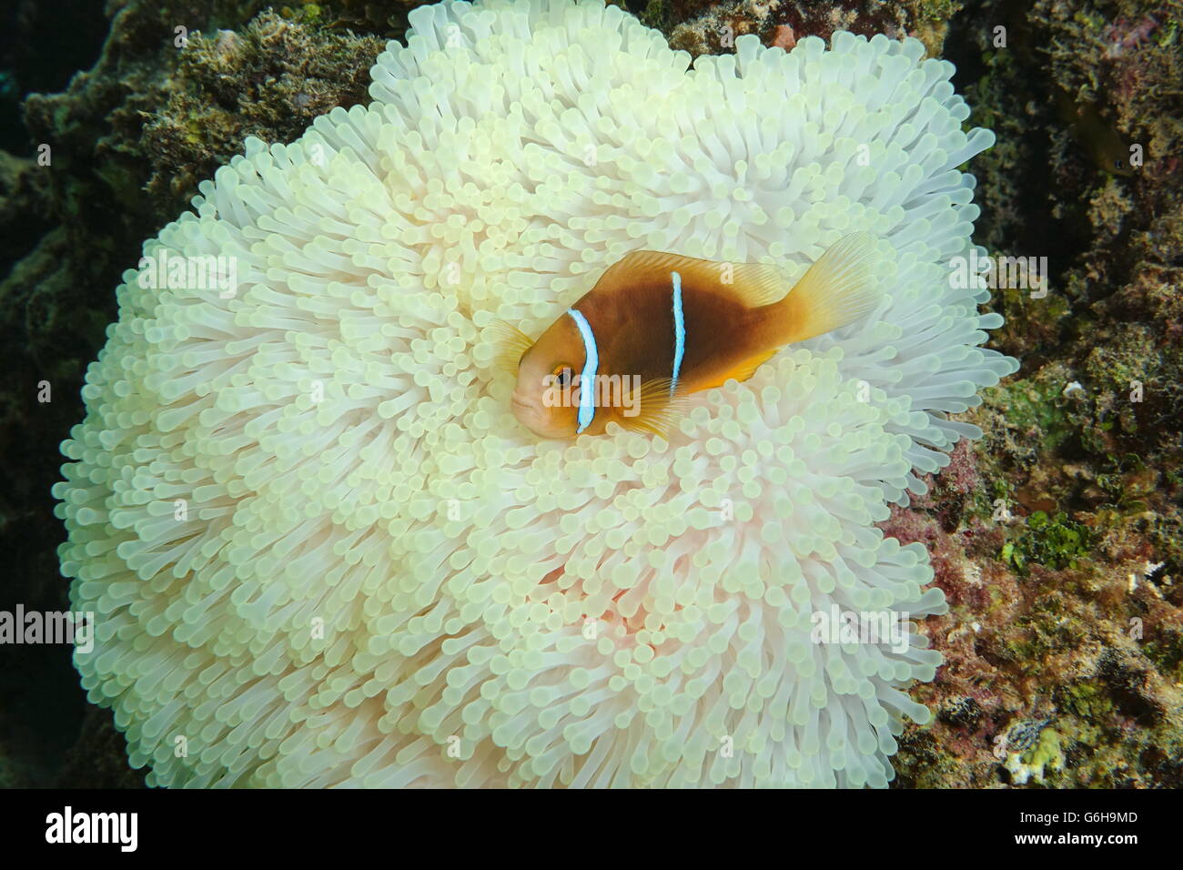 A tropical fish orange-fin anemonefish, Amphiprion chrysopterus, on sea anemone tentacles, Pacific ocean, French Polynesia Stock Photo
