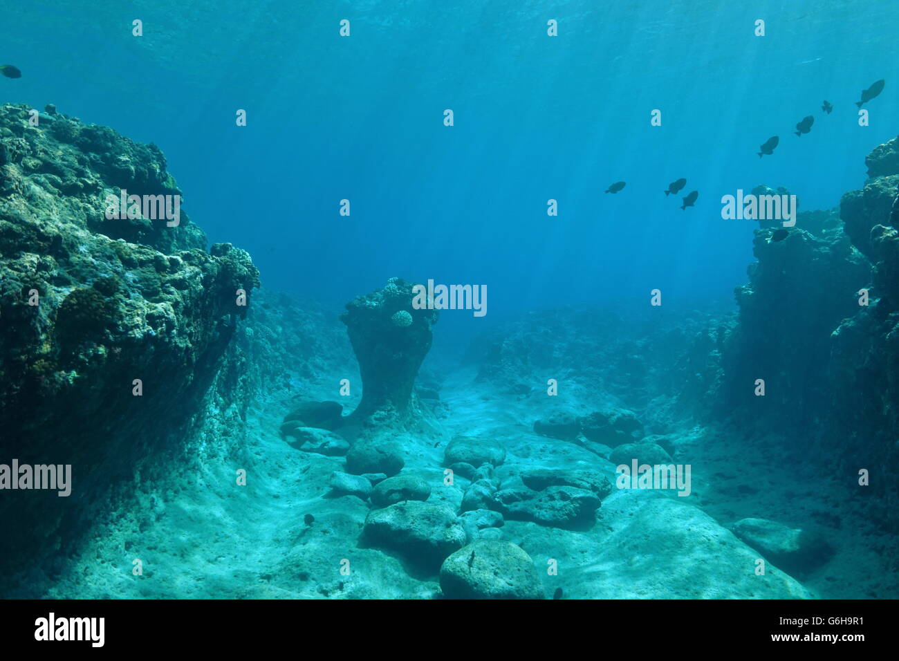 Underwater landscape on the ocean floor, coral reef sculpted by the swell, Pacific ocean, French Polynesia Stock Photo