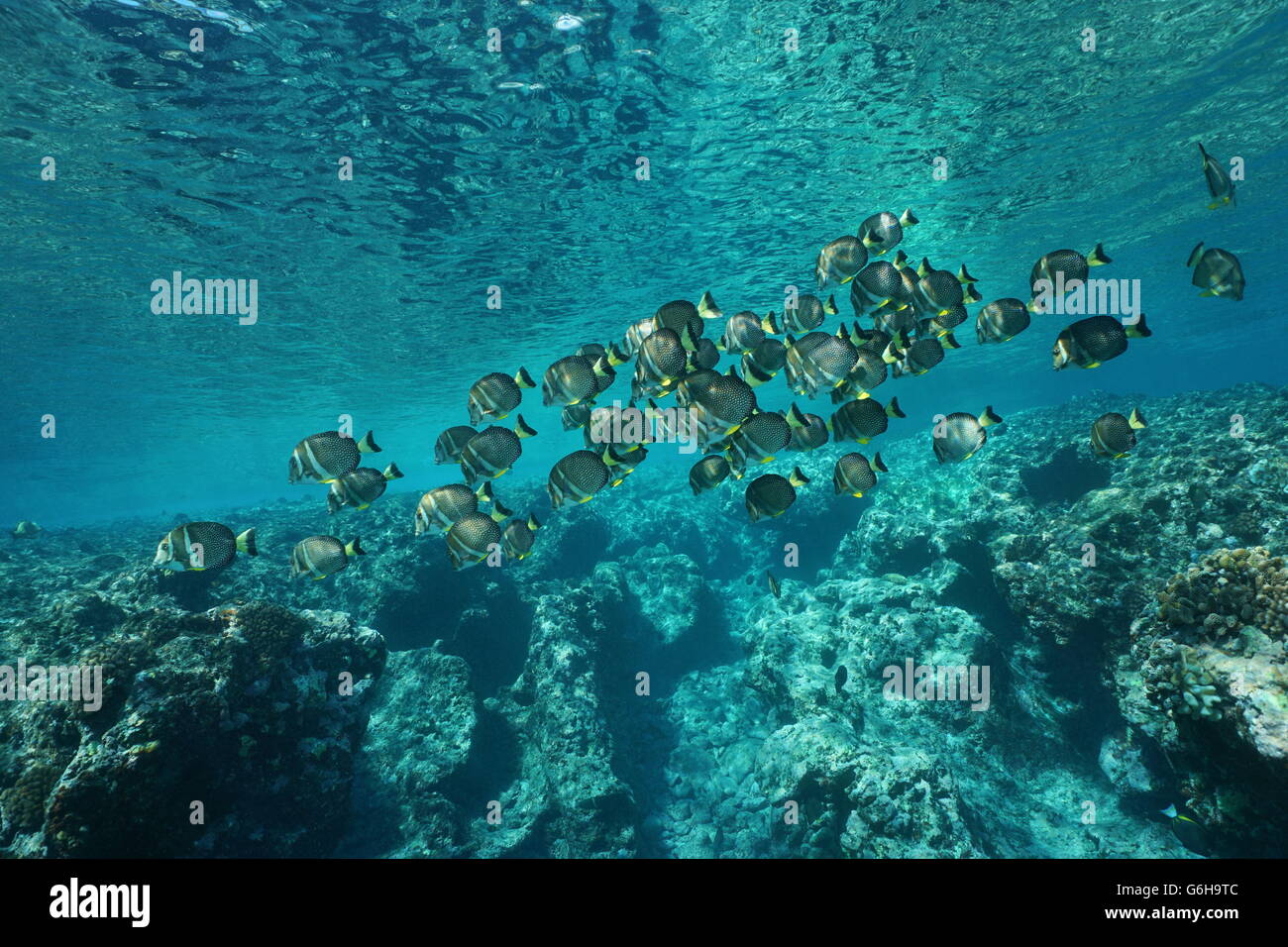 A school of fish whitespotted surgeonfish, Acanthurus guttatus, on the fore reef of Huahine, Pacific ocean, French Polynesia Stock Photo