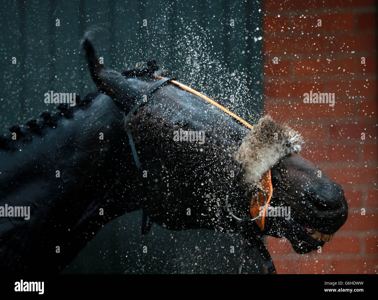 A horses shakes water off his head at Warwick Racecourse, Warwickshire