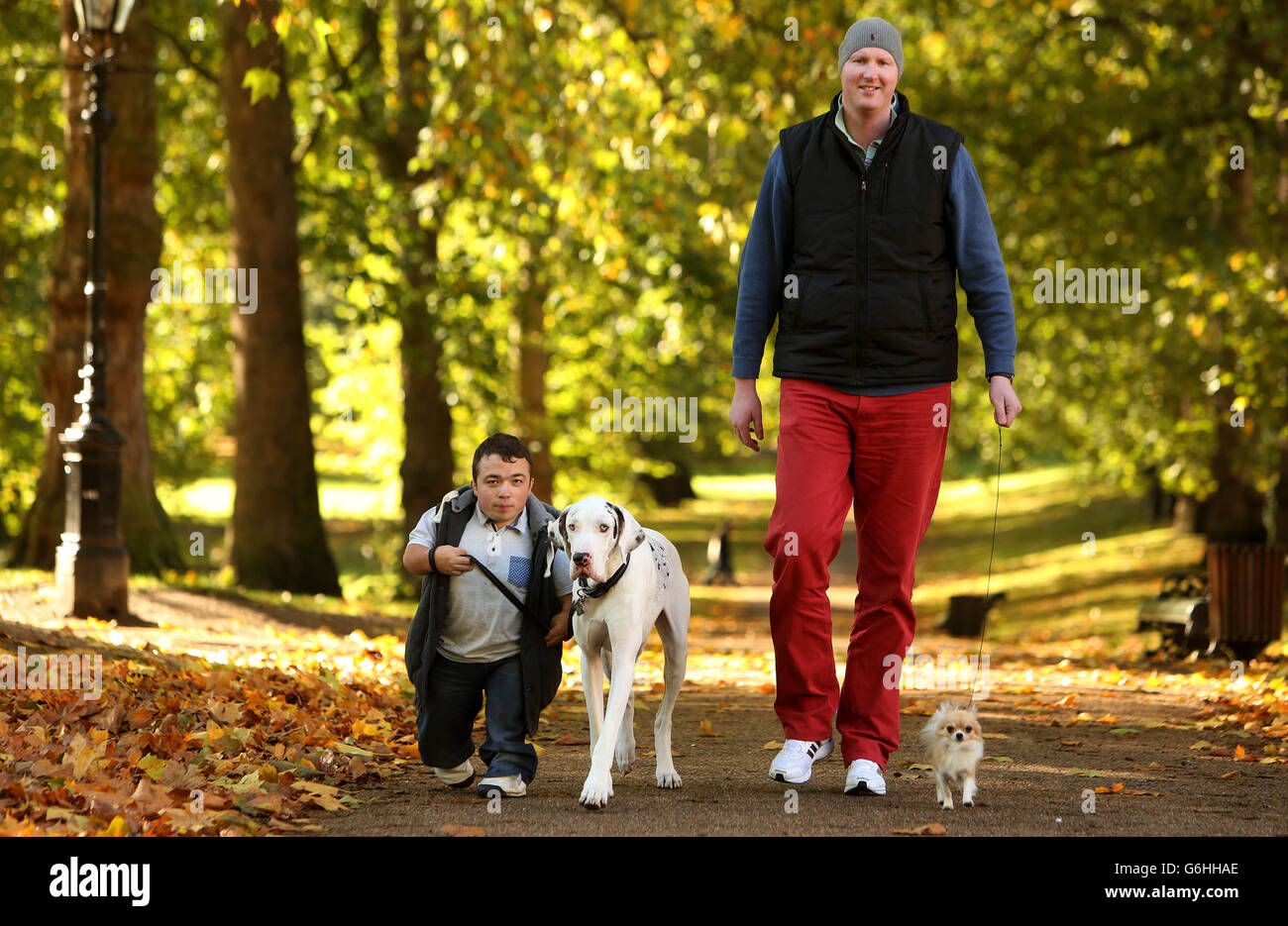 Neil Fingleton (right), the UK's tallest man and James Lusted (left), one of the UK's shortest men, take Ruach the Great Dane and Pickle the Chihuahua for a walk in London's Green Park, ahead of the Kennel Club's Discover Dogs event at Earls Court on 9 and 10 November. Stock Photo