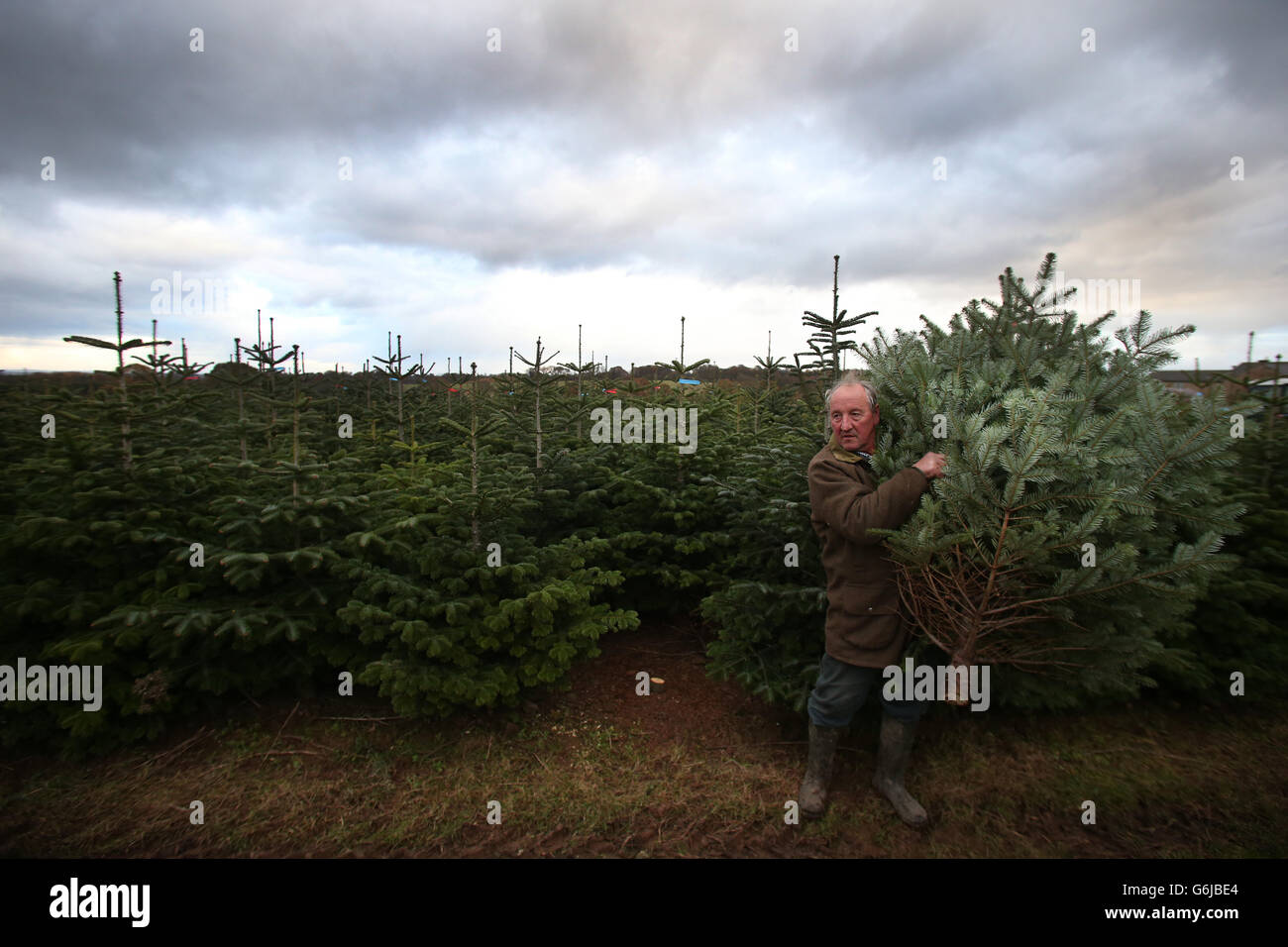 Christmas trees preparation Stock Photo Alamy