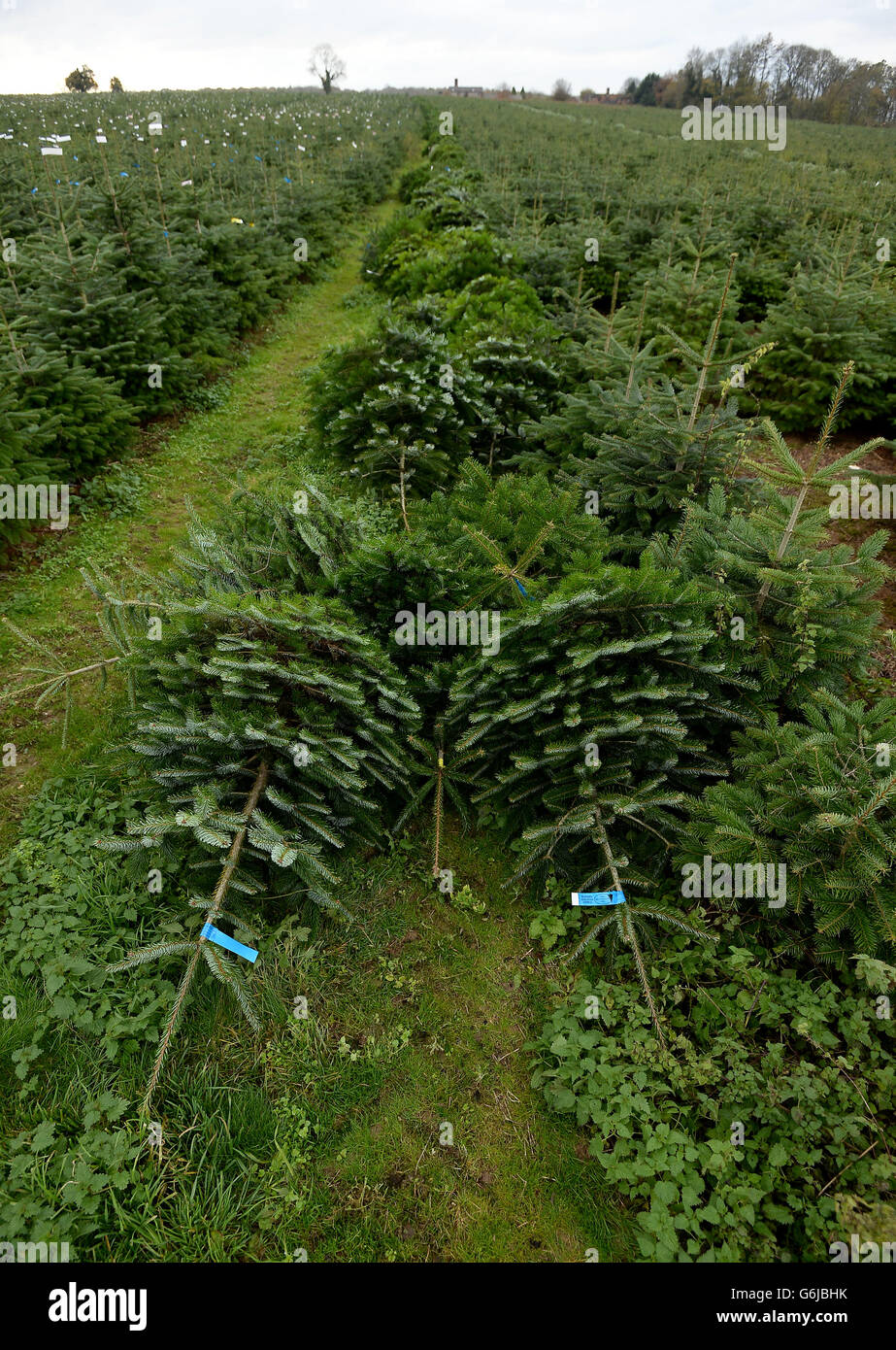 Christmas trees preparation Stock Photo Alamy