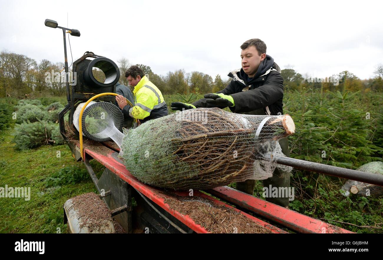 Christmas trees preparation Stock Photo Alamy