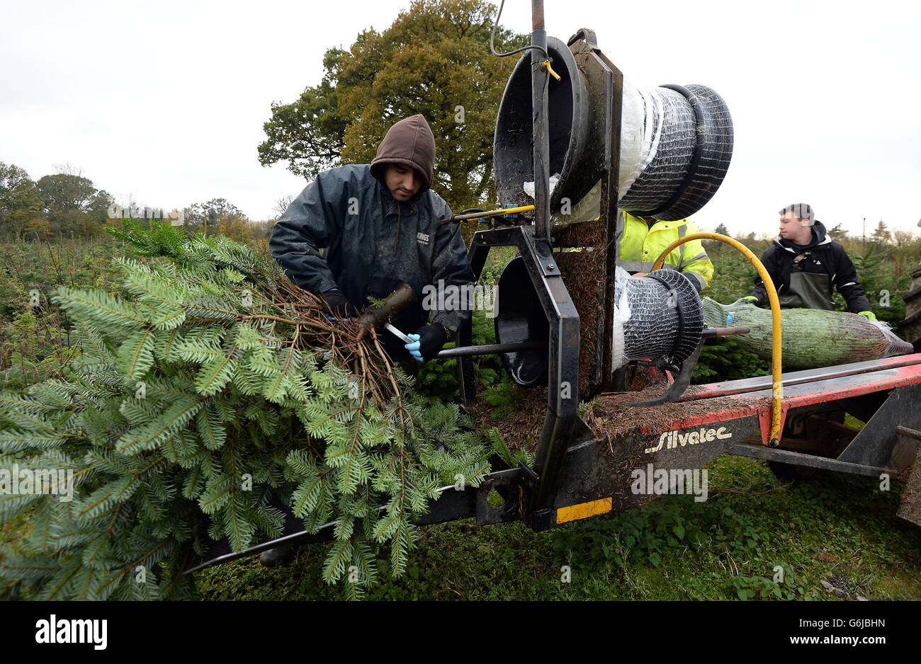 Christmas trees preparation Stock Photo Alamy