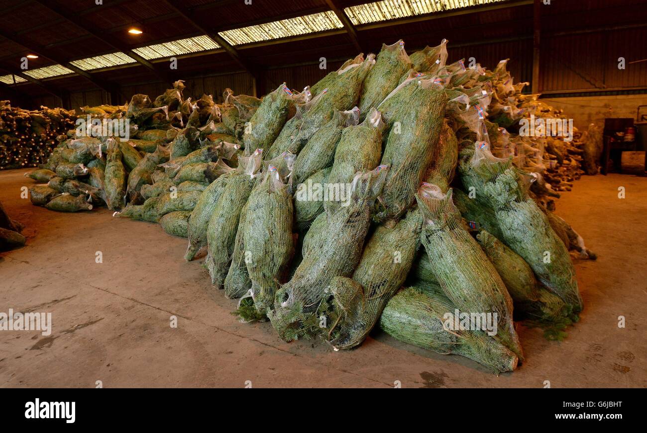Christmas trees preparation. Harvested Christmas Trees are stored in a