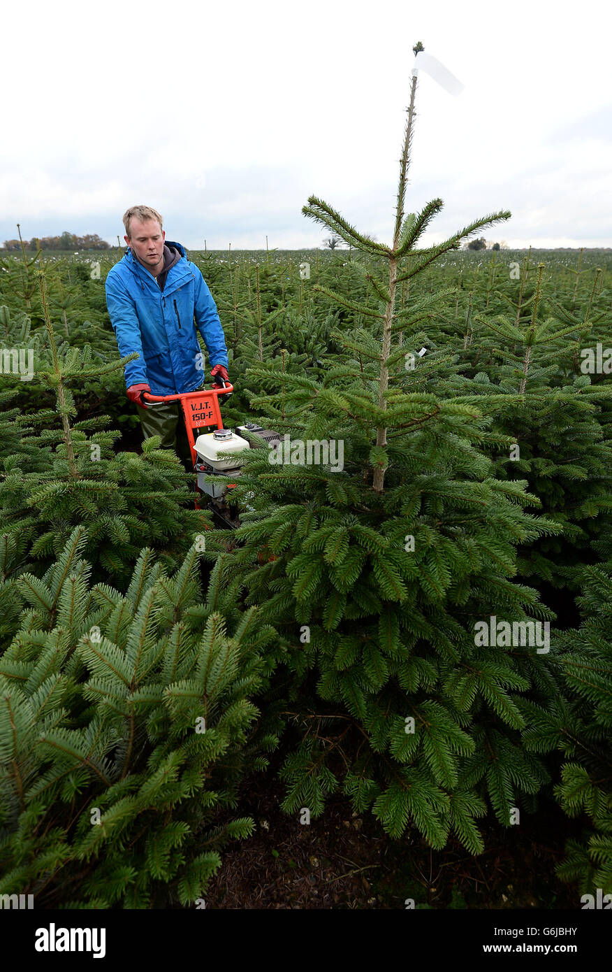 Christmas trees preparation Stock Photo Alamy