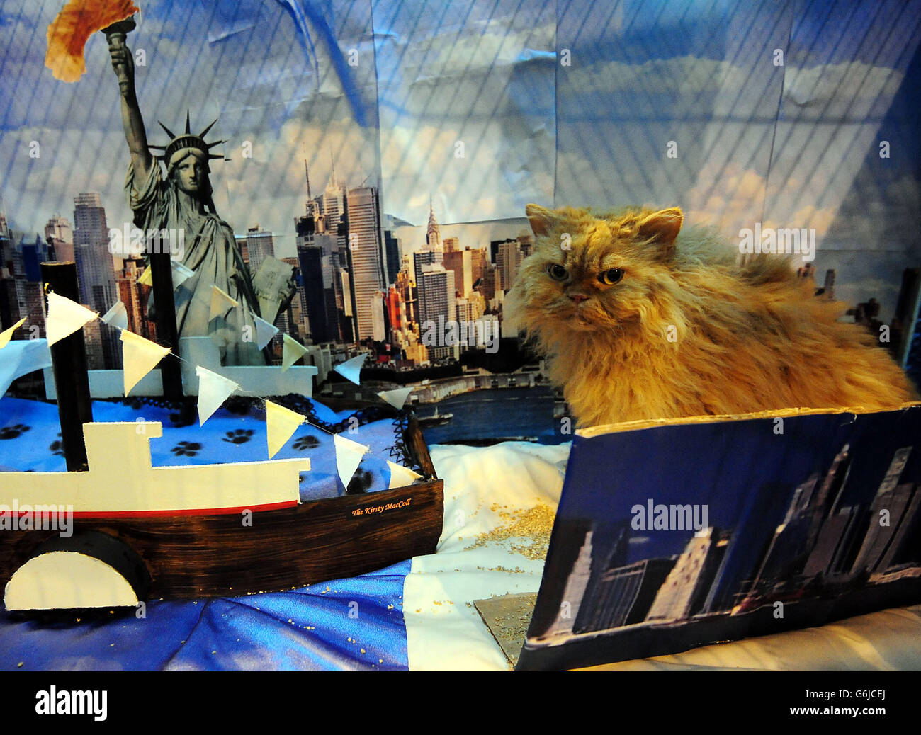 Josh, a Selkirk Rex, before judging at The Supreme Cat Show, NEC, Birmingham. Stock Photo